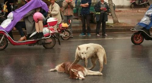 狗狗躺马路不起 同伴集体守护