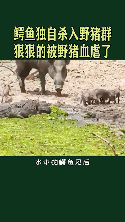 野猪闯进学校 随后自己游走了(野猪闯进学校，一场意外的自然探访)