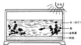 一般在汽车里养多少条鱼(汽车里的养鱼之道，数量与因素的平衡)
