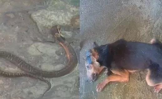 狗狗躺牛粪上狂蹭 主人崩溃大哭(狗狗躺牛粪上狂蹭，主人崩溃大哭)