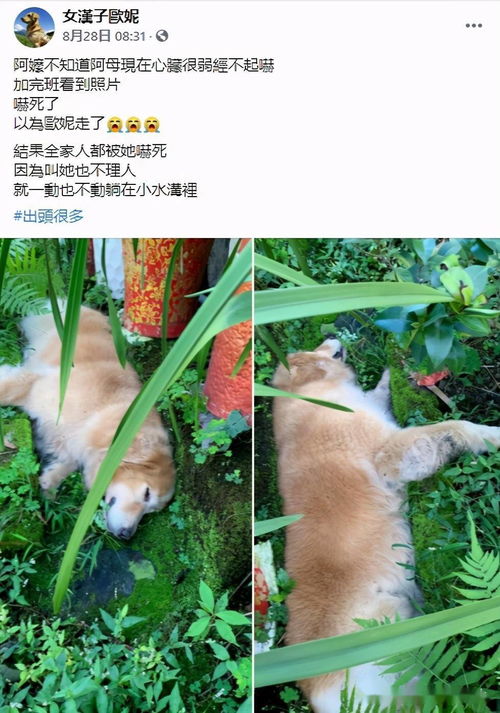 狗狗躺牛粪上狂蹭 主人崩溃大哭(狗狗躺牛粪上狂蹭，主人崩溃大哭)