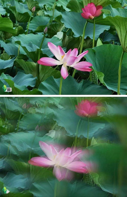 怎么拍荷花华为手机 怎么拍荷花华为手机