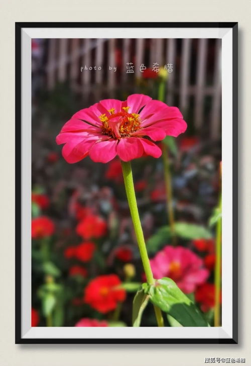 华为手机怎么拍摄花草