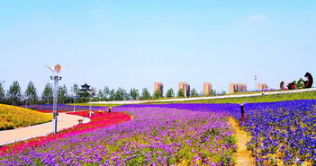 华为手机怎么拍摄花海